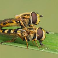 Mating Hoverflies - Syrphus ribesii 